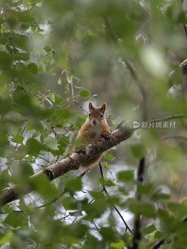 红松鼠(Sciurus vulgaris)，芬兰